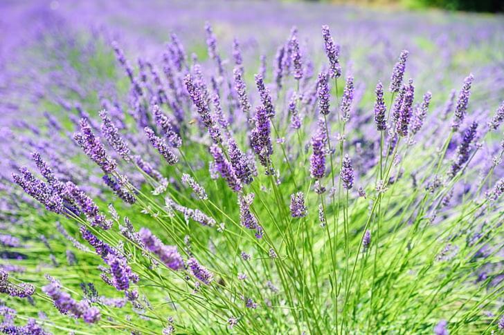 Apartment Lavanda Molat Bagian luar foto